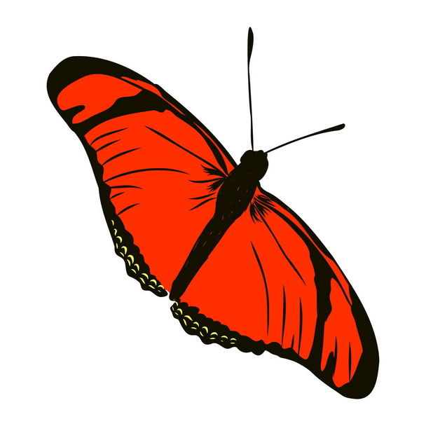 白地に隔離された現実的な色の蝶を昆虫ベクトル図 - ベクター画像