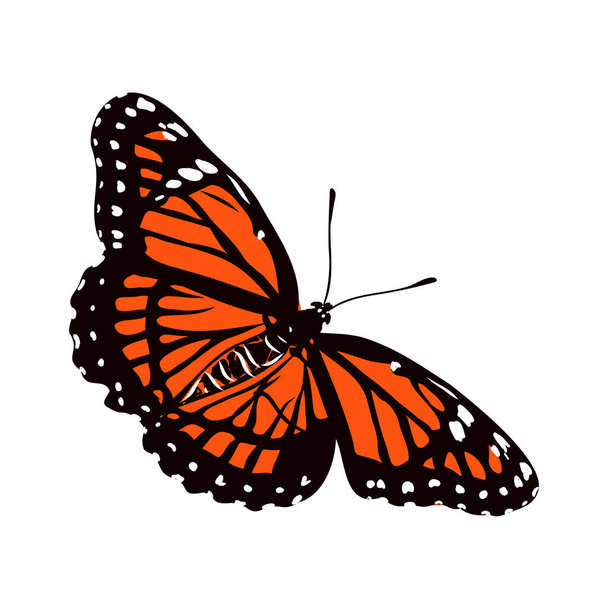 Insetos borboleta colorida realista isolado em fundo branco ilustração vetorial
 - Vetor, Imagem