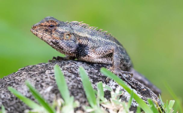 Vista de cerca de un lagarto jardín oriental macho (Calotes versicolor) en camuflaje
 - Foto, Imagen