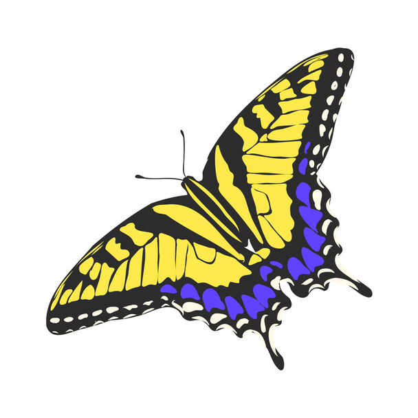 白地に隔離された現実的な色の蝶を昆虫ベクトル図 - ベクター画像