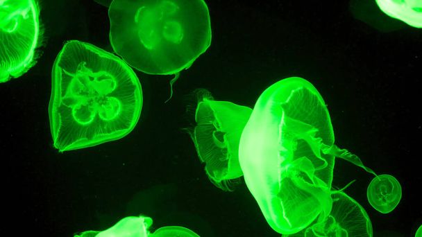 Luz de água-viva colorida passa através da água criando o efeito
 - Foto, Imagem