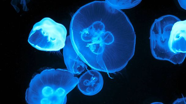 Colorful jellyfish light passes through the water creating the effect - 写真・画像