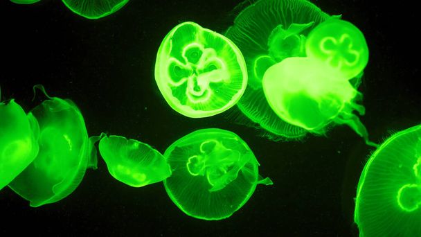 Барвисте медузове світло проходить крізь воду створюючи ефект
 - Фото, зображення