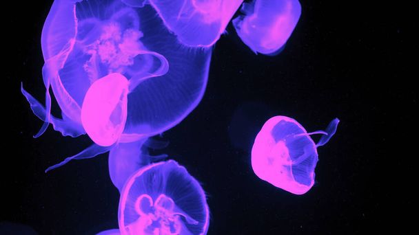 Színes medúza fény halad át a víz, ami a hatás - Fotó, kép