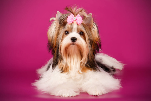 Studio photography of a Biewer Yorkshire Terrier on colored backgrounds - Photo, Image