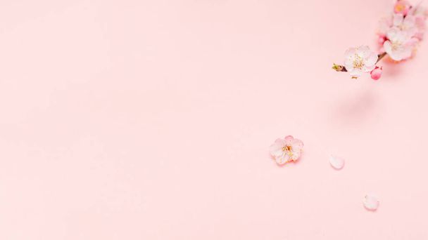Ανοιξιάτικο φόντο με όμορφο ροζ ανθοφόρο κλαδί. Παστέλ ροζ φόντο, ανθίζουν ευαίσθητα λουλούδια. Ανοιξιάτικη ιδέα. Όμορφο φρέσκο κλαδί άνθη κερασιάς σε ροζ φόντο. - Φωτογραφία, εικόνα