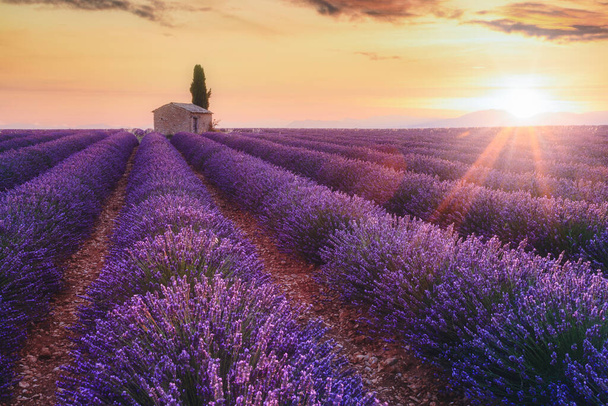 Provence, sul da França. Campo de lavanda roxa ao nascer do sol, Valensole
  - Foto, Imagem