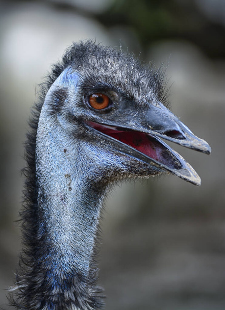 schöne Frisur des Emu-Vogels - Foto, Bild