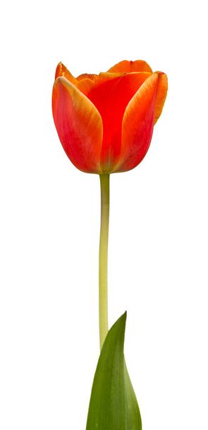 egyetlen narancs sárga tulipán virág szárral és levéllel elszigetelt fehér - Fotó, kép