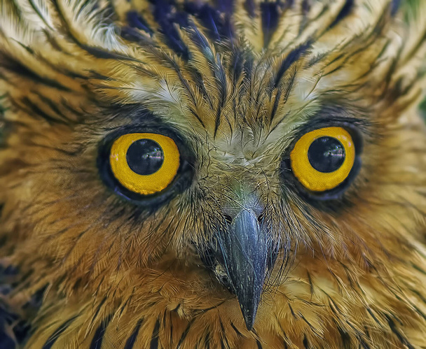 head shot of the Night owl bird - Photo, Image