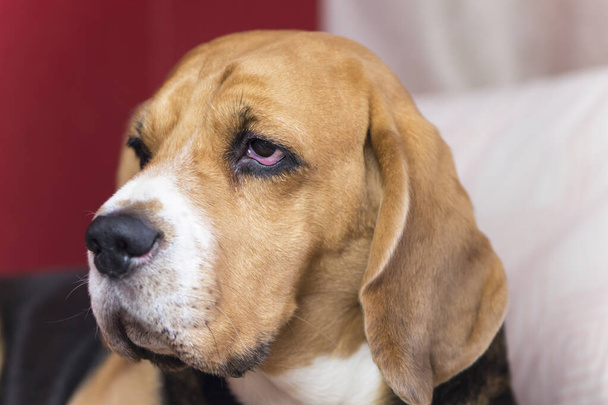 face of a cute beagle dog close up - Foto, afbeelding