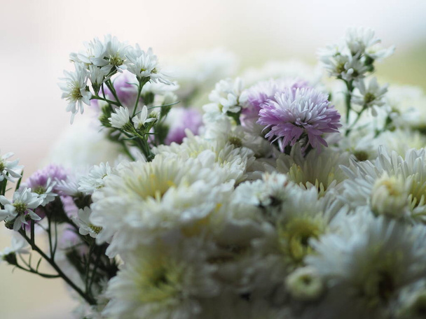 ガーベラの花紫と白の色の美しい花束 - 写真・画像
