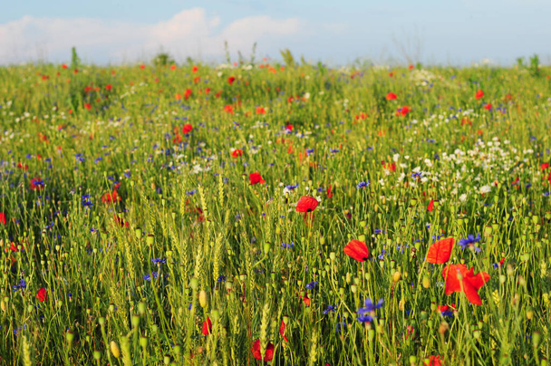 Beautiful medow with wheat and colourful flowers: red poppies, blue cornflowers, wild chamomiles. - Photo, Image