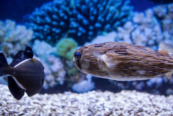 exotic fish in aquarium - Fotoğraf, Görsel