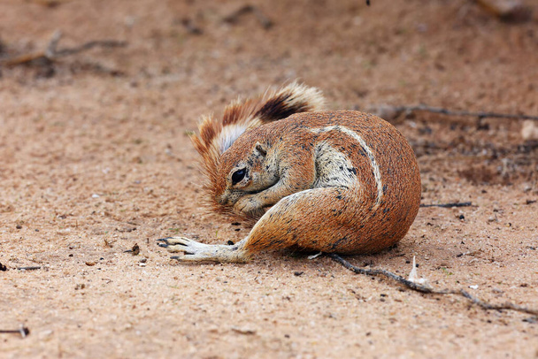 The Cape ground squirrel (Xerus inauris), a young individual sneezes a resting mother.Sguirel in desert sand doing hygiene. - Photo, Image