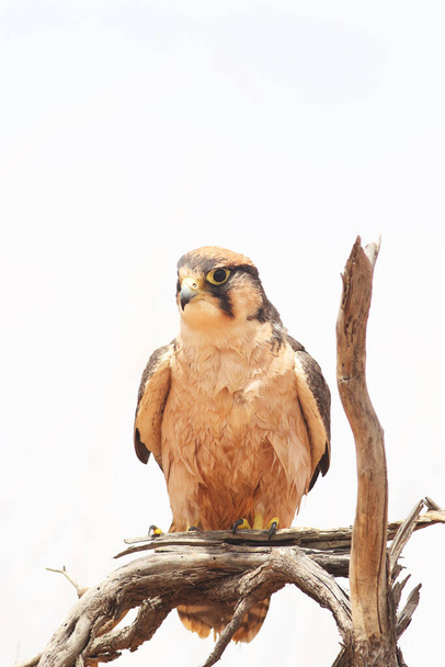 O falcão lanner (Falco biarmicus) sentado no ramo com fundo branco isolado
 - Foto, Imagem