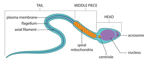 ilustração da anatomia das células do esperma humano
. - Vetor, Imagem
