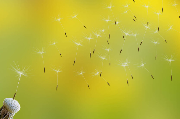 Sabah güneşi altında karahindiba tohumu taze yeşil bir arka planda uçup gidiyor. Alerji ve çok alerjik polen kavramı. - Fotoğraf, Görsel