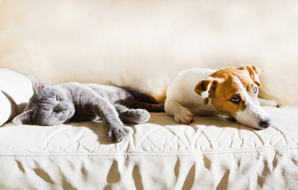 Щенок Джека Рассела лежит на диване с серой спящей кошкой в солнечный весенний день. - Фото, изображение