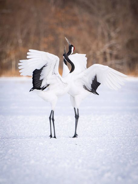 The Red-crowned crane, Grus japonensis The crane is dancing in beautiful artick winter environment Japan Hokkaido Wildlife scene from Asia nature.  - Photo, Image