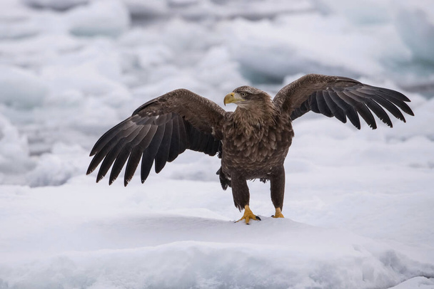 鳥は冬の間、海の氷山の上に閉じ込められていますアジアの自然からの北海道野生動物のシーン。カムチャツクから来た - 写真・画像