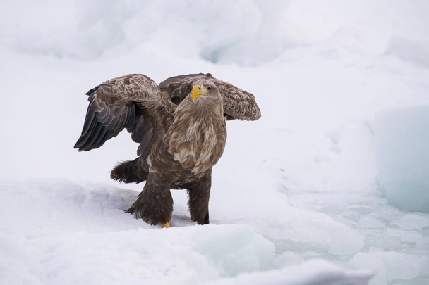 L'aigle à queue blanche, Haliaeetus albicilla L'oiseau est perché sur l'iceberg dans la mer pendant l'hiver Japon Hokkaido Scène animalière d'Asie nature. Venu de Kamtchatk
 - Photo, image