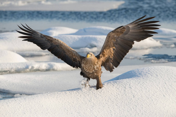El águila de cola blanca, Haliaeetus albicilla El pájaro está volando en un hermoso arco ambiente de invierno Japón Hokkaido Vida silvestre escena de la naturaleza de Asia. Vino de Kamtchatk
 - Foto, imagen