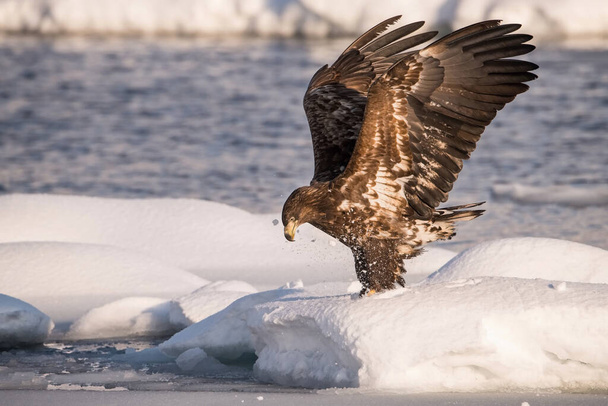 The White-tailed eagle, Haliaeetus albicilla The bird is flying in beautiful artick winter environment Japan Hokkaido Wildlife scene from Asia nature. Came from Kamtchatk - Photo, Image