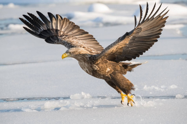 The White-tailed eagle, Haliaeetus albicilla The bird is flying in beautiful artick winter environment Japan Hokkaido Wildlife scene from Asia nature. Came from Kamtchatk - Photo, Image