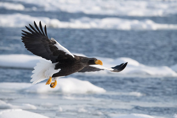 The Steller 's sea eagle, Haliaeetus pelagicus Pták létá v krásném arktickém zimním prostředí Japonsko Hokkaido Divoká příroda z asijské přírody. přišel z Kamtchatku - Fotografie, Obrázek