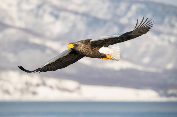 The Steller 's sea eagle, Haliaeetus pelagicus Pták létá v krásném arktickém zimním prostředí Japonsko Hokkaido Divoká příroda z asijské přírody. přišel z Kamtchatku - Fotografie, Obrázek