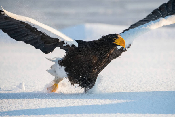 L'aigle marin de Steller, Haliaeetus pelagicus L'oiseau vole dans un bel environnement hivernal articulé Japon Hokkaido Scène animalière d'Asie nature. est venu de Kamtchatk
 - Photo, image