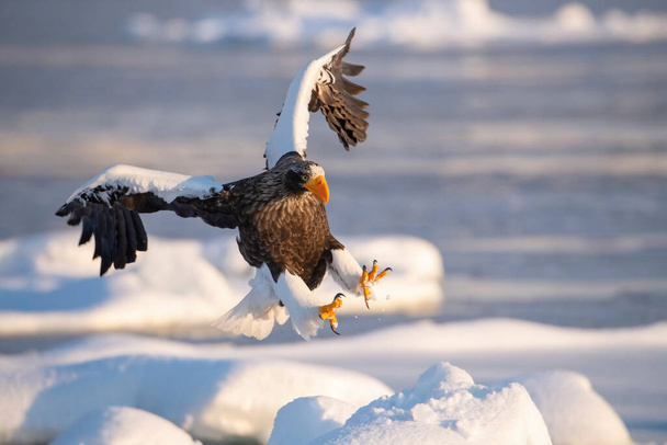 L'aigle marin de Steller, Haliaeetus pelagicus L'oiseau vole dans un bel environnement hivernal articulé Japon Hokkaido Scène animalière d'Asie nature. est venu de Kamtchatk
 - Photo, image