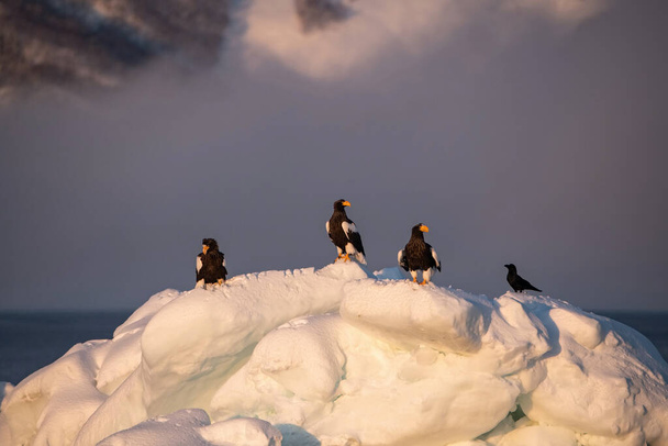 Pygargue de Steller, Haliaeetus pelagicus L'oiseau est perché sur l'iceberg dans la mer pendant l'hiver Japon Hokkaido Scène animalière d'Asie nature. est venu de Kamtchatka
 - Photo, image