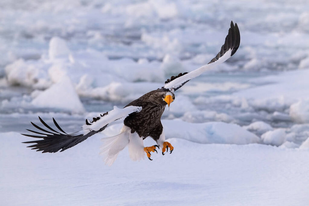 オオワシハリアエトゥス・ペラギクスオオワシは冬の美しい環境で飛んでいます日本北海道アジアの自然からの野生動物のシーン。カムチャツクから来ました - 写真・画像