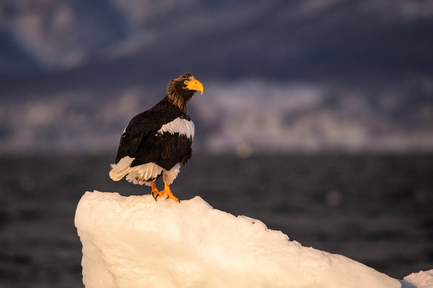 The Steller 's sea eagle, Haliaeetus pelagicus Pták je usazen na ledovci v moři během zimy Japonsko Hokkaido Wildlife scéna z asijské přírody. přišel z Kamtčatky - Fotografie, Obrázek