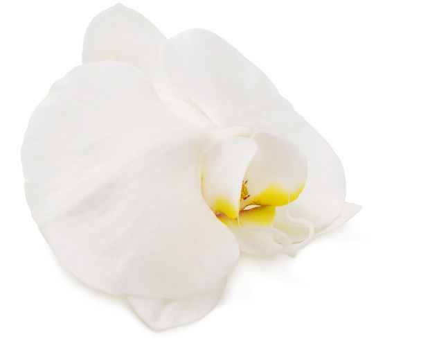 White Orchid closeup - Photo, Image