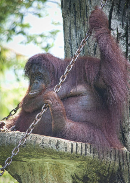Orang-Utan ruht auf dem Baumstamm - Foto, Bild