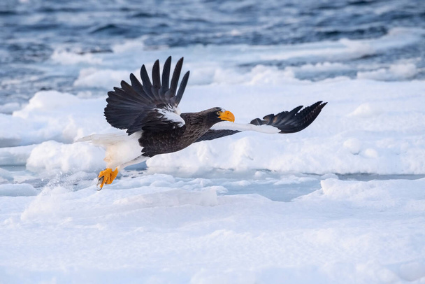 El águila marina de Steller, Haliaeetus pelagicus El pájaro está volando en un hermoso arco ambiente de invierno Japón Hokkaido Escena de vida silvestre de la naturaleza de Asia. vino de Kamtchatk
 - Foto, imagen