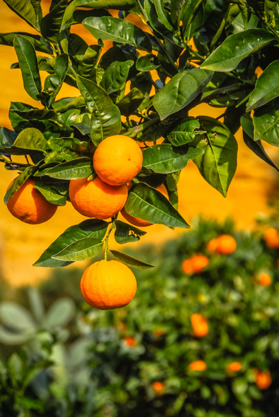 Πορτοκαλιά σε ένα αγρόκτημα στη Σικελία, Ιταλία - Φωτογραφία, εικόνα