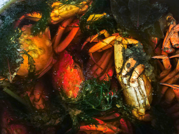 de zeekrabben koken voor koken in grote pot - Foto, afbeelding