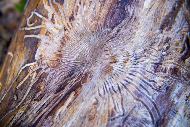korytarze z robaków drzewnych pod korą drzewa, struktura wzoru labiryntu pod korą drzewa - Zdjęcie, obraz