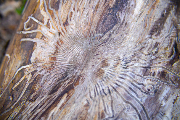 korytarze z robaków drzewnych pod korą drzewa, struktura wzoru labiryntu pod korą drzewa - Zdjęcie, obraz
