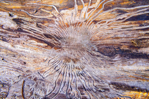 дерев'яні черв'ячні коридори під корою дерева, лабіринтова структура візерунка під корою дерева
 - Фото, зображення