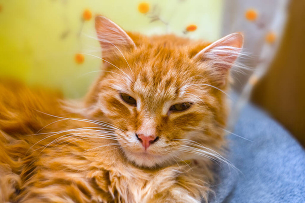крупним планом пухнаста помаранчева дулова кішка
 - Фото, зображення