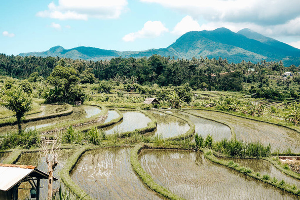 View of rice terraces in Bali, Indonesia - Foto, Imagem