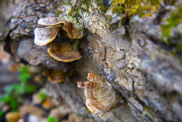 Bracket fungi, or shelf fungi. They are mainly found on tree - Photo, Image