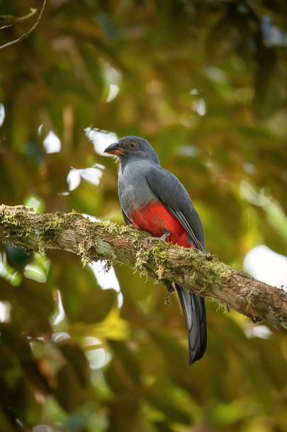 The slaty-tailed trogon,Trogon massena The bird is perched on the branch in the rain forest America Costa Rica Wildlife nature scene. branch with some mos - Photo, Image