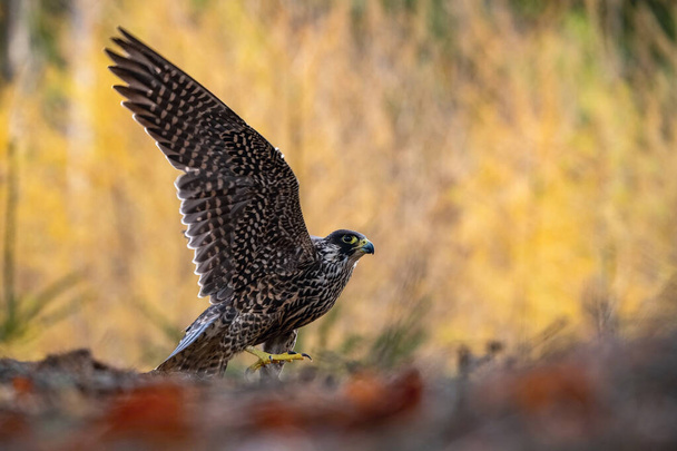 Der Wanderfalke, Falco peregrinus Der Vogel steht in leuchtend farbigem Herbstwald Europa Tschechien Ziemlich farbenfroher, kontrastreicher Hintergrund mit schöner Bokeh-gelber Lärche und braunem Laub - Foto, Bild