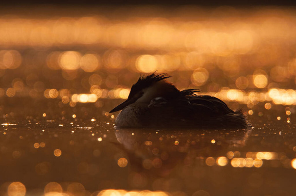 El gran grebe de cresta, Podiceps cristatus El pájaro está flotando en la superficie en un ambiente de colores agradables Europa República Checa Escena de vida silvestre de Europa naturaleza. luz de fondo de arroz solar y reflexión
 - Foto, imagen
